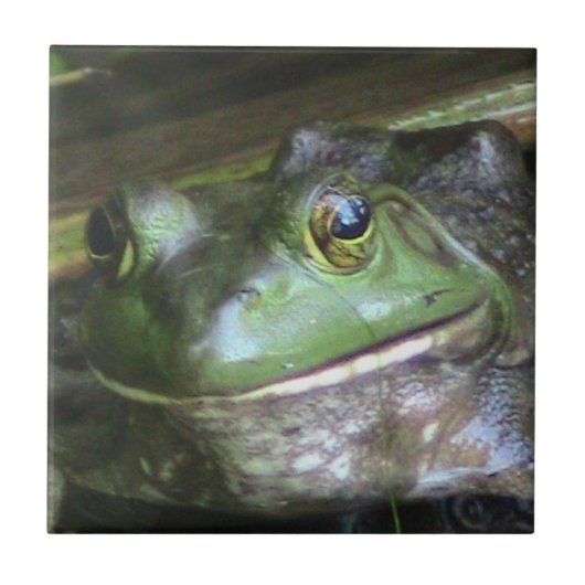 Bullfrosch Foto Tile Fliese (Vorderseite)