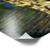 Bullfrosch. Fotodruck (Ecke)