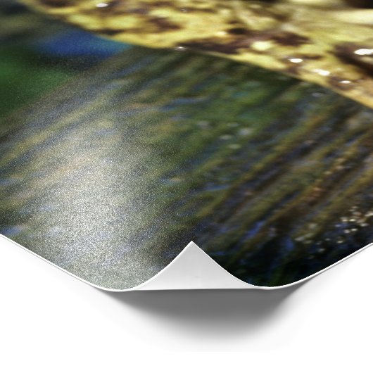 Bullfrosch. Fotodruck (Ecke)