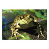 Bullfrosch. Fotodruck (Vorne)