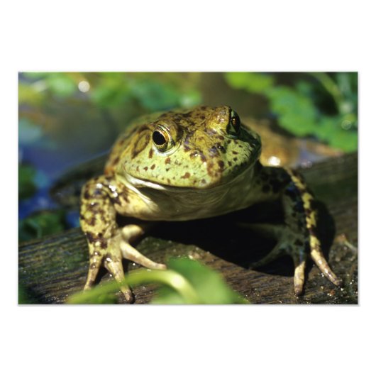 Bullfrosch. Fotodruck (Vorne)