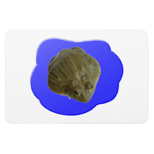 Bullfrosch in Pond Premium Magnet
