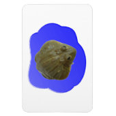 Bullfrosch in Pond Premium Magnet (Vertikal)