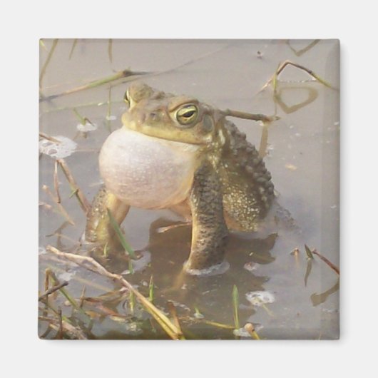 Bullfrosch Magnet (Vorne)