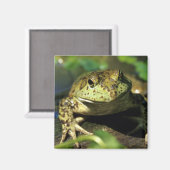 Bullfrosch. Magnet (Vorderseite/Rückseite)