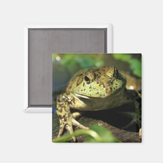 Bullfrosch. Magnet (Vorderseite/Rückseite)