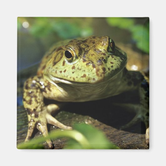 Bullfrosch. Magnet (Vorne)