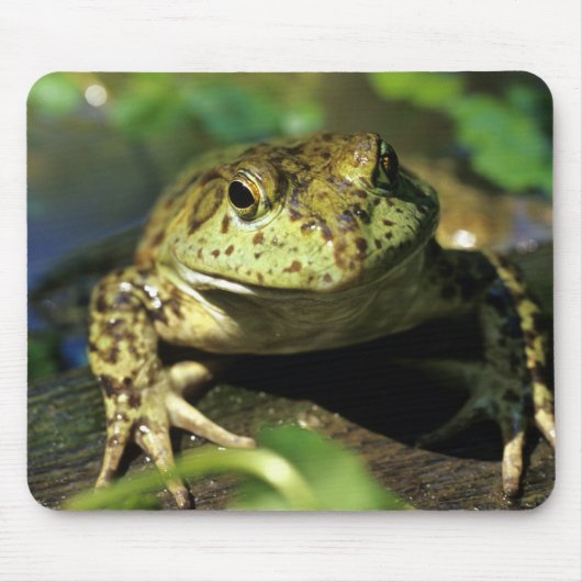 Bullfrosch. Mousepad (Vorne)