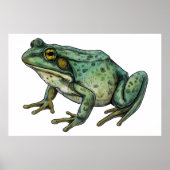 Bullfrosch Poster (Vorne)