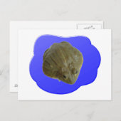 Bullfrosch Postkarte (Vorne/Hinten)