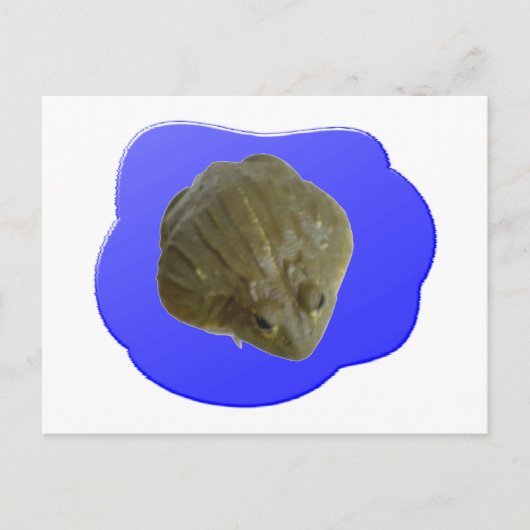 Bullfrosch Postkarte (Vorderseite)