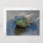 Bullfrosch Postkarte (Vorne/Hinten)