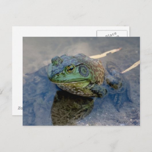 Bullfrosch Postkarte (Vorne/Hinten)