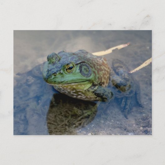 Bullfrosch Postkarte (Vorderseite)
