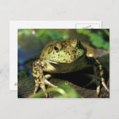 Bullfrosch. Postkarte (Vorne/Hinten)