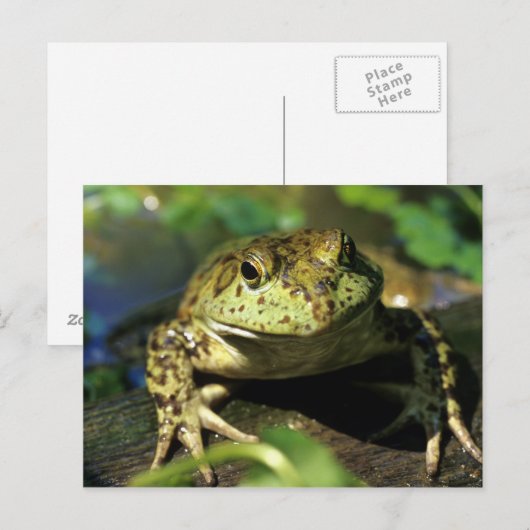 Bullfrosch. Postkarte (Vorne/Hinten)