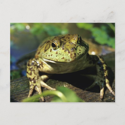 Bullfrosch. Postkarte (Vorderseite)