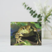 Bullfrosch. Postkarte (Stehend Vorderseite)