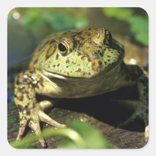 Bullfrosch. Quadratischer Aufkleber (Vorderseite)