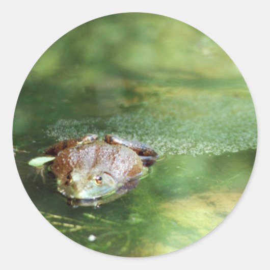 Bullfrosch Runder Aufkleber (Vorderseite)