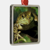 Bullfrosch. Silbernes Ornament (Rechts)