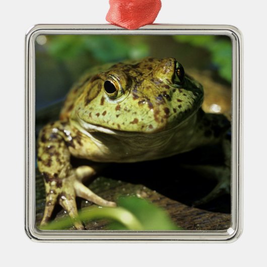 Bullfrosch. Silbernes Ornament (Vorne)