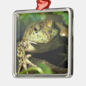 Bullfrosch. Silbernes Ornament (Links)