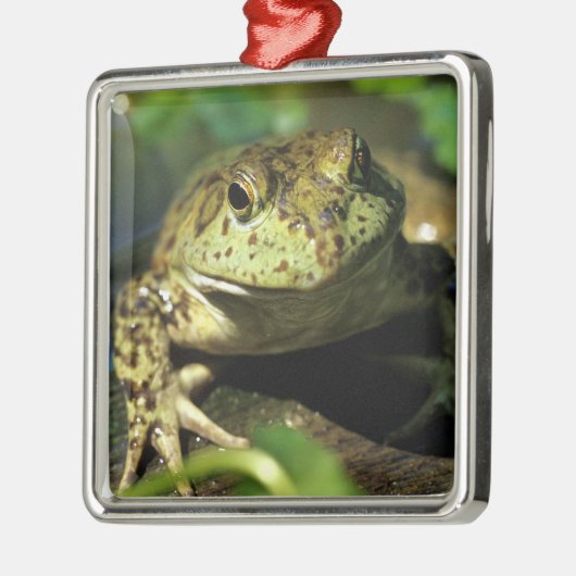 Bullfrosch. Silbernes Ornament (Links)