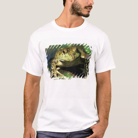 Bullfrosch. T-Shirt (Vorderseite)