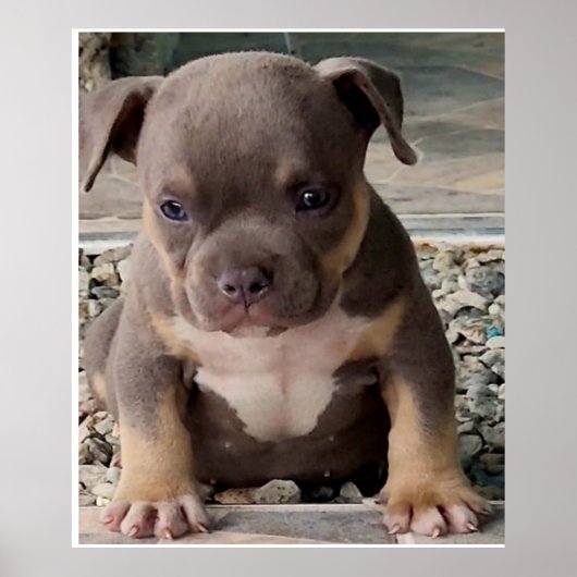 Bullgebäck Poster (Vorne)