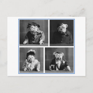 Bullhunde, als Menschen verkleidet, Vintage Odditä Postkarte
