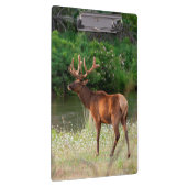 Bulllech in der Nationalen Bison Range, Montana 2 Klemmbrett (Rechts)