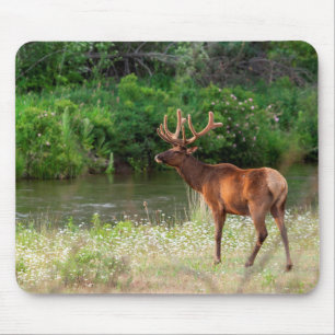 Bulllech in der Nationalen Bison Range, Montana 2 Mousepad