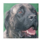 Bullmastiff Brindle Fliese (Vorderseite)