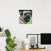 Bullmastiff Face Poster (Heimbüro)
