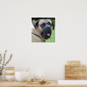 Bullmastiff Face Poster (Küche)