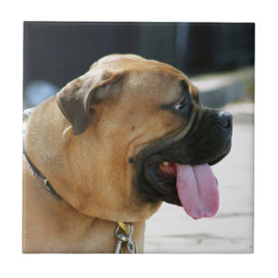 Bullmastiff Hund Fliese