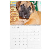Bullmastiff Kalender 2016 (Mär 2027)