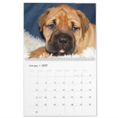 Bullmastiff Kalender 2016 (Jan 2027)