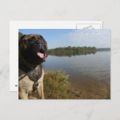 Bullmastiff "Pablo" postcard 1 Postkarte (Vorne/Hinten)