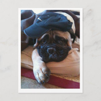 Bullmastiff Pablo postcard 2 Postkarte
