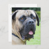 Bullmastiff Postkarte (Vorne/Hinten)