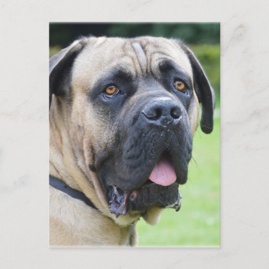 Bullmastiff Postkarte (Vorderseite)