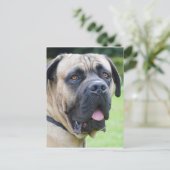 Bullmastiff Postkarte (Stehend Vorderseite)