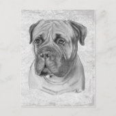 Bullmastiff Postkarte (Vorderseite)