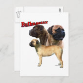 Bullmastiff Trio 2 Postkarte (Vorne/Hinten)