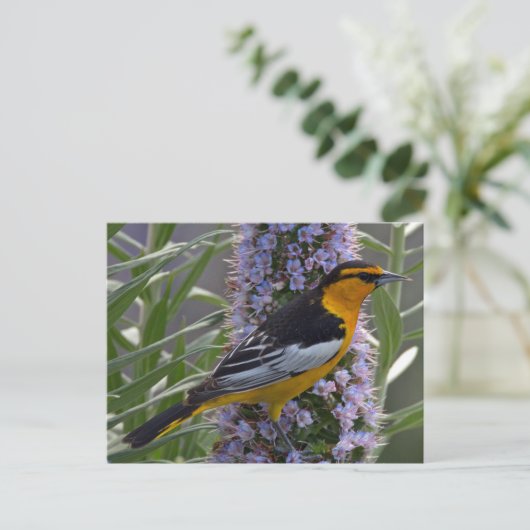Bullock-Oriole Postkarte (Stehend Vorderseite)