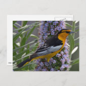 Bullock-Oriole Postkarte (Vorne/Hinten)