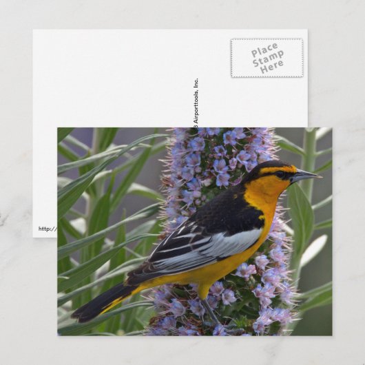 Bullock-Oriole Postkarte (Vorne/Hinten)