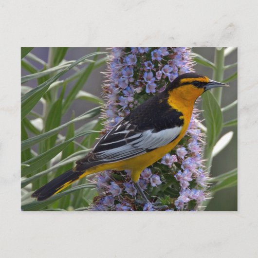 Bullock-Oriole Postkarte (Vorderseite)